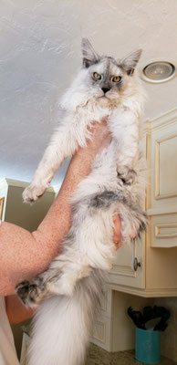 maine coon cats for sale