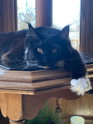 maine coon ai