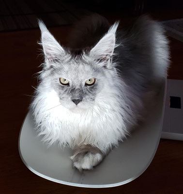 black smoke maine coon