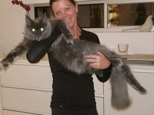 blue maine coon - european maine coon kittens