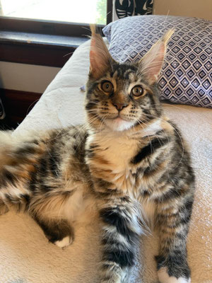 big maine coon