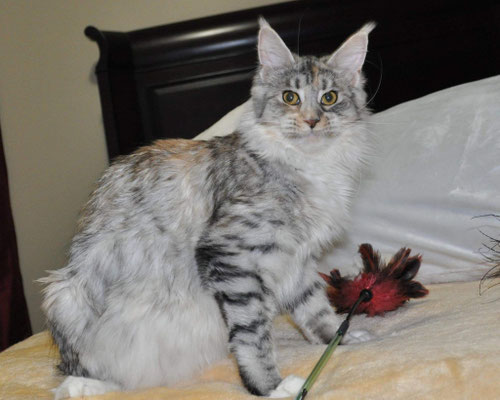 pale silver mackerel maine coon