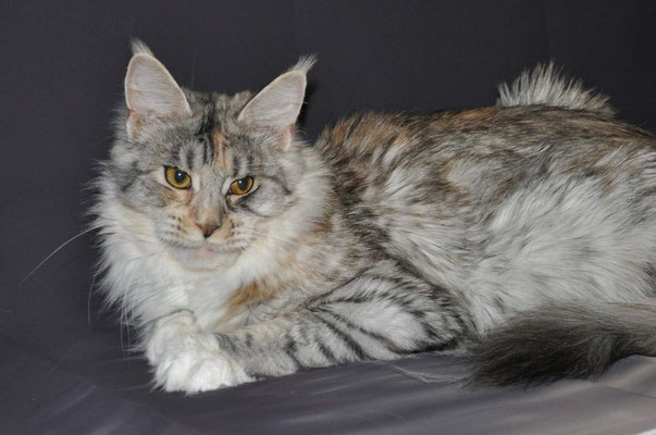 pale silver maine coon