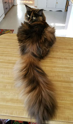 purchase maine coon cat