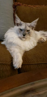 giant maine coon