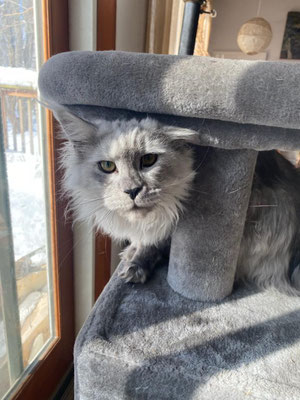 maine coon cat