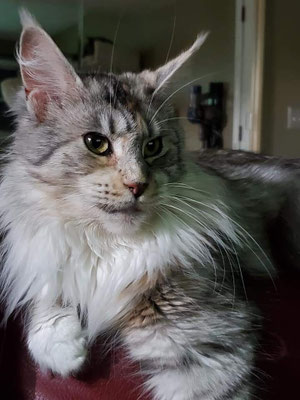 grey maine coon