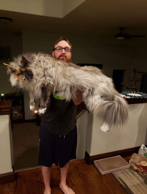giant maine coon kittens for sale near me