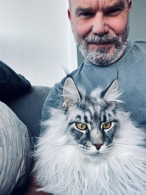 buy maine coon cat