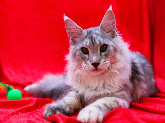 grey maine coon