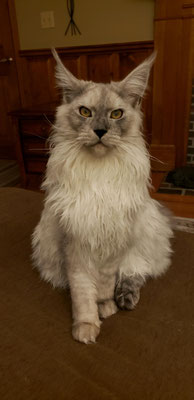  main coon cat ai