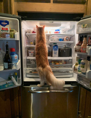 orange maine coon for sale