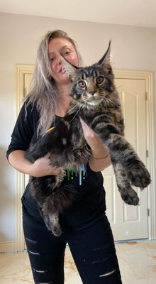 best maine coon cattery