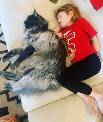 grey maine coon