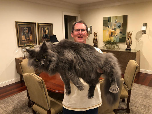 giant blue maine coon cat