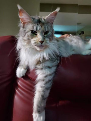 maine coon cats for sale 