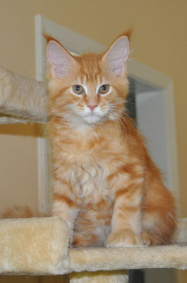 Jagger "Baraka", red classic tabby, male