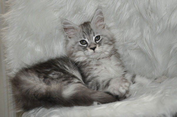Taj "Creed", high silver classic tabby male maine coon kitten
