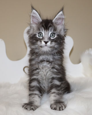 maine coon kittens for sale texas