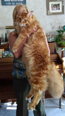 giant maine coon kittens for sale - maine coon kittens for sale