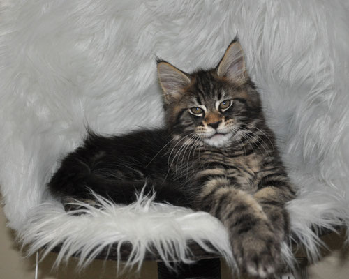 Eurocoons Mane Coon Kittens Previous Litters July 16 Maine Coon Kittens For Sale Maine Coon Eurocoons Official Usa