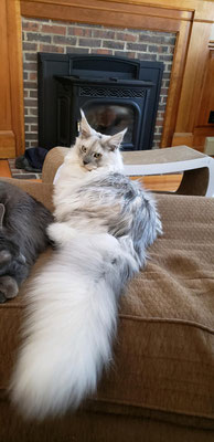 maine coon cat