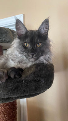 smoke maine coon