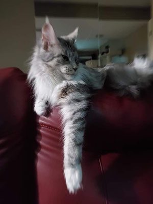grey and white maine coon