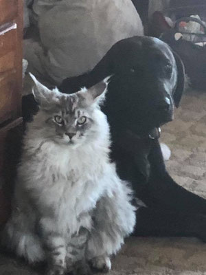grey maine coon kitten