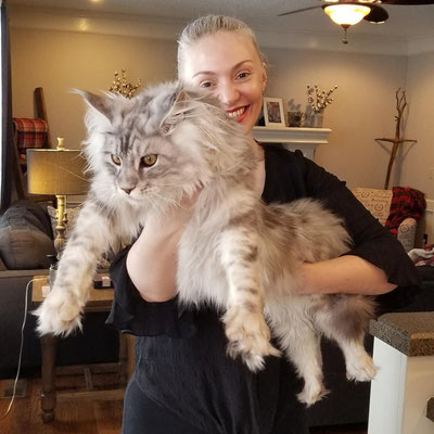 giant grey maine coon for sale