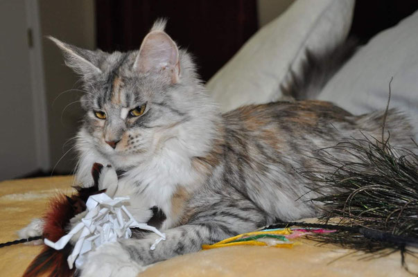 female maine coon cat