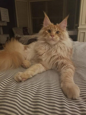 ginger maine coon cat kittens