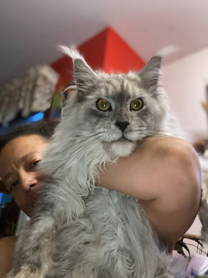maine coon cat