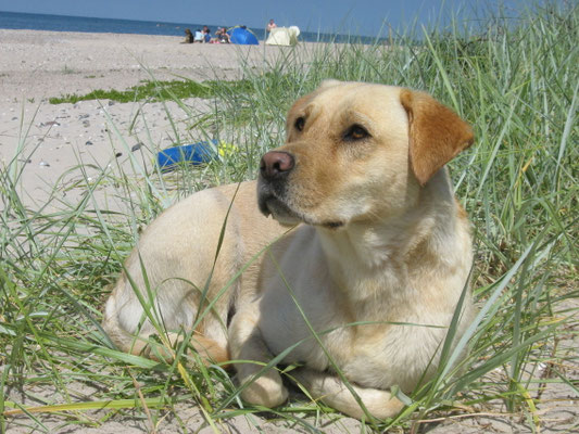 AIKA