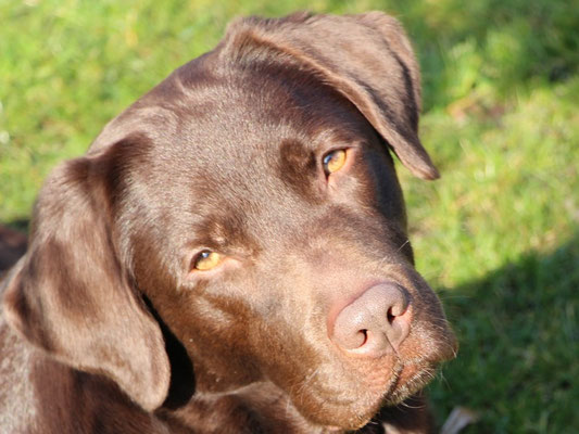BRUNO