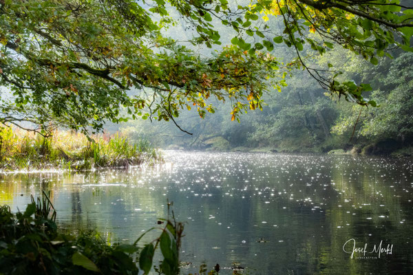 Fluss Pfreimd bei Döllnitz