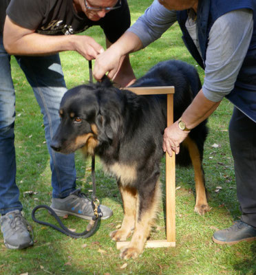 Bolko von den Beetzsee-Wiesen beim Messen der Widerristhöhe