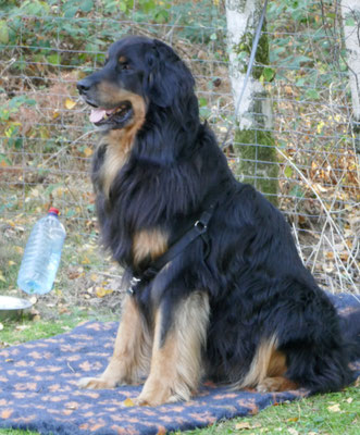 Rosemarie Neuwardts Hund Audax von den Kleinen Banausen als stiller Beobachter