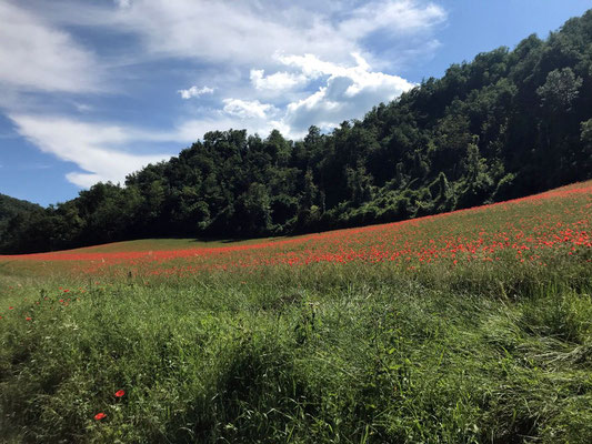 GuideInBologna - A special dinner: a dive in the green