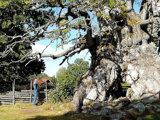 1000-jährige Eiche am Naturschutzgebiet Norra Kvill