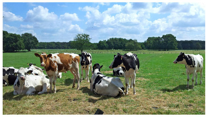 Kühe sind in Norddeutschland immer schwarz und weiß, Außnahmen bestätigen die Regel