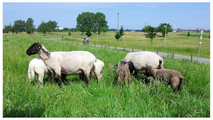 Schafe grasen auf dem Deich vom Jade-Busen