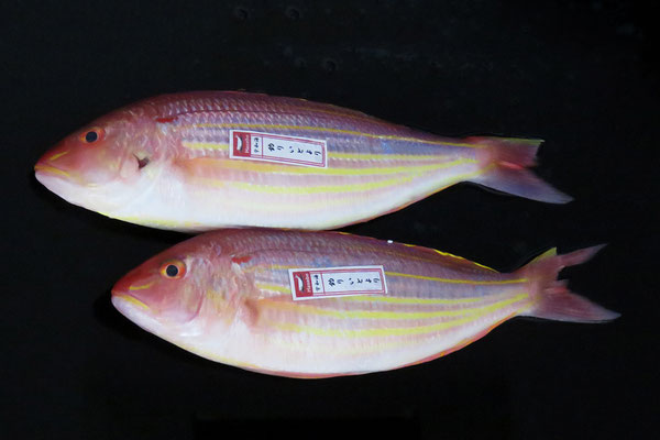 サイズ交換OK】 愛媛県宇和島産 真鯛カマ 3kg 愛媛県宇和島産 真鯛カマ 1kg〔代引不可〕