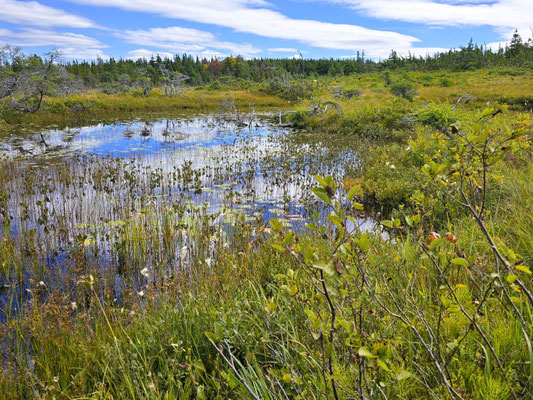 The Bog Trail/Sumpfgebiet im Westen - für uns der interessanteste Teil des Trails....