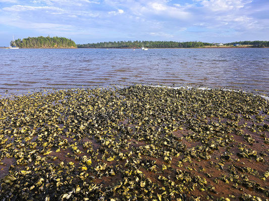 Muscheln am Strand....