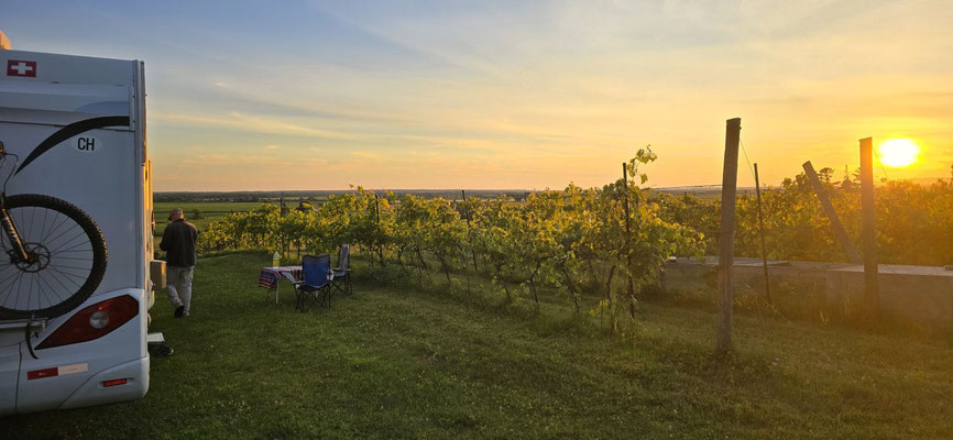 Sonnenuntergang über dem Weinberg