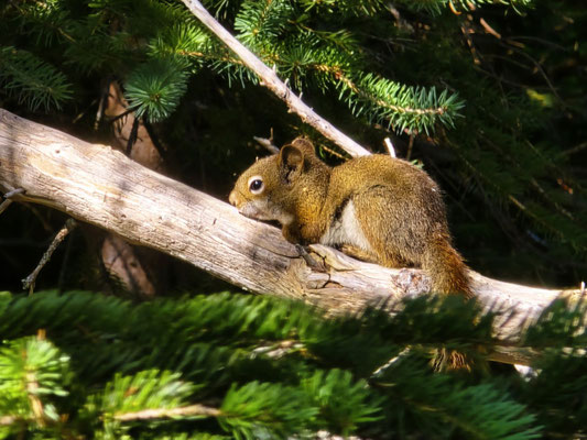 Eichhörnchen bei der Siesta