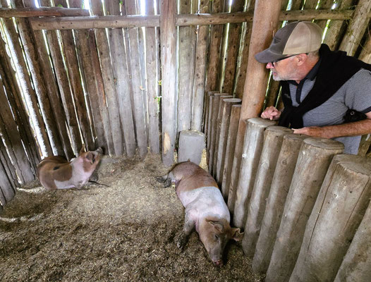 Schweine, Hühner und Rinder wurden in der Mission gehalten