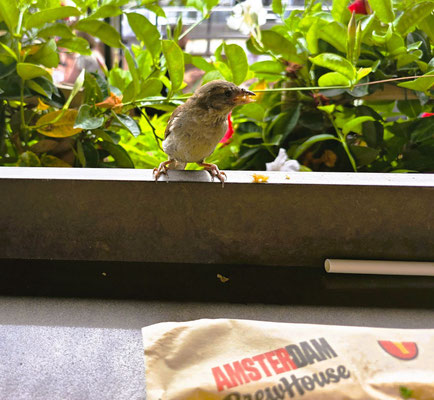 Ein hungriger Spatz stielt von Röbäs Fish and Chips