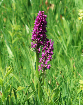 Breitblättriges Knabenkraut - Orchidee der Feuchtwiesen